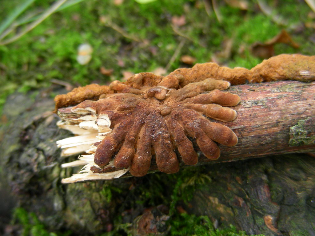 Hypocreopsis lichenoides